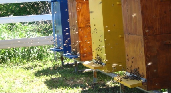 Перевозка пчел: пчеловоду на заметку