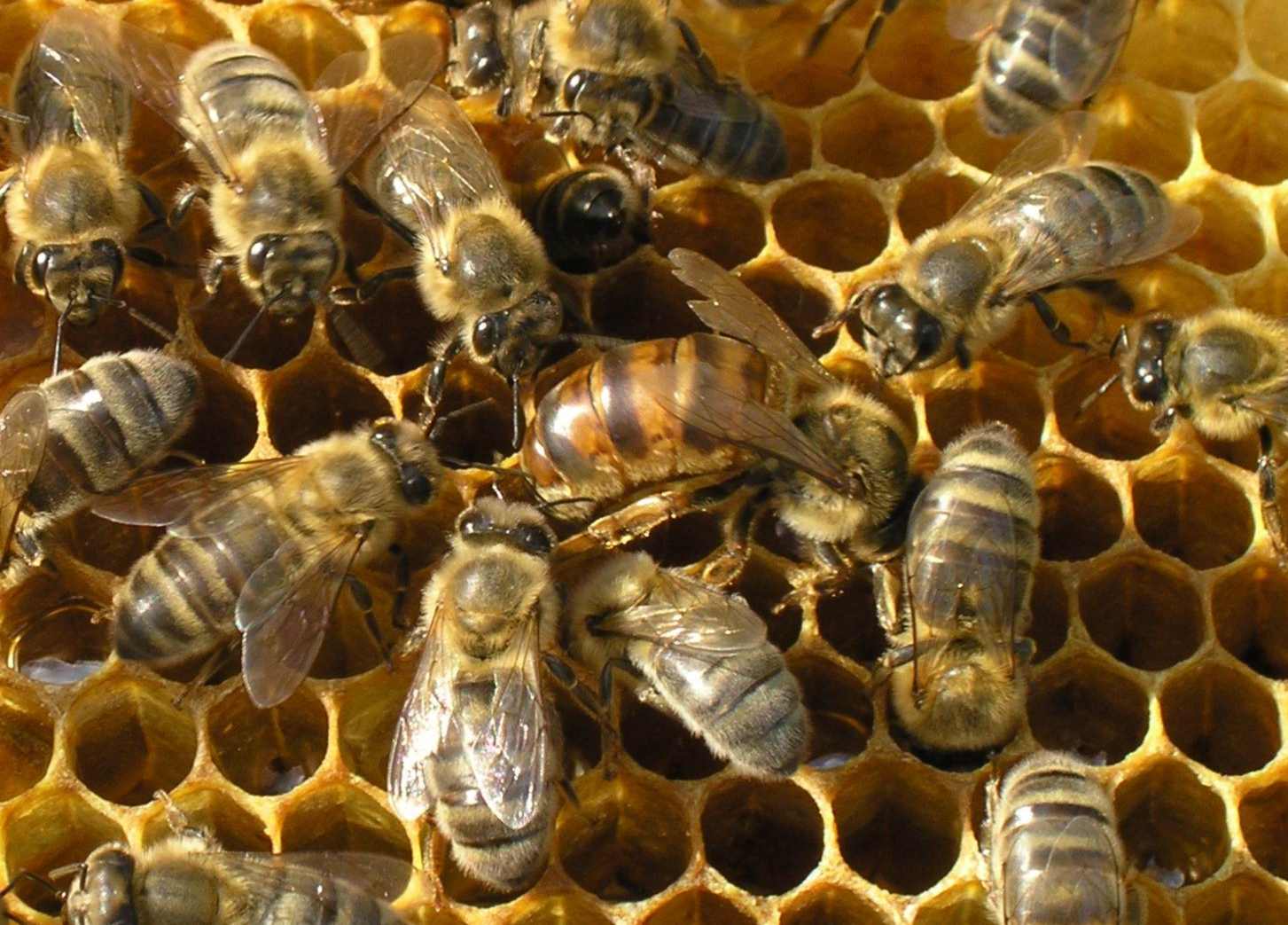 Все про пчеловодство для начинающих: как обойти подводные камни