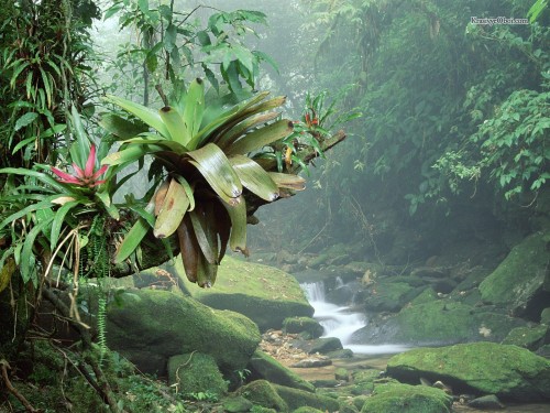 Тропический лес в Бразилии  30.12.13