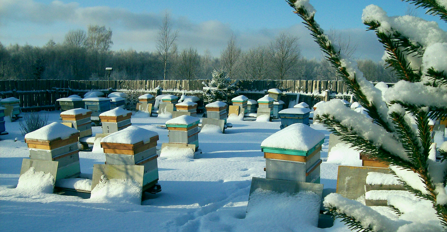 Особенности домиков для пчел из пенополистирола