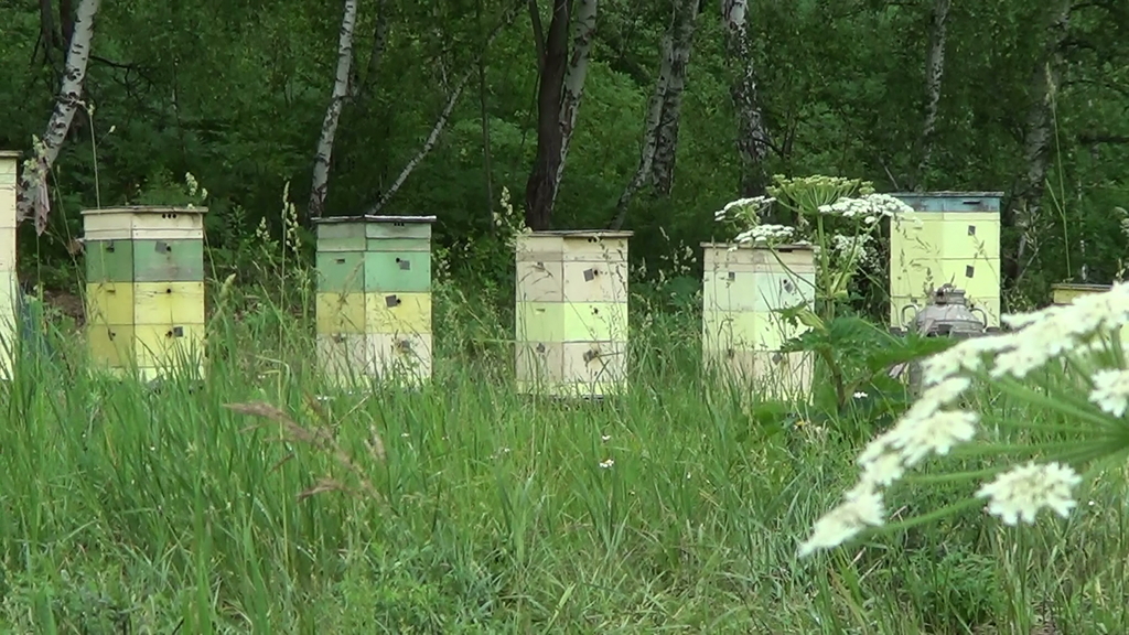 Как стать пчеловодом ➤ Интернет-магазин Vashapasika