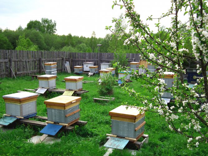 Ульи для пчел: типы и устройство, с какого начинать, изготовление, схемы, материалы